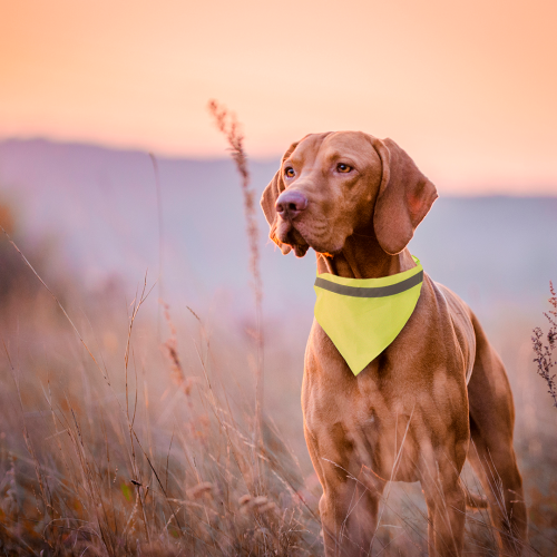 Fluo dierenhalsdoek MK5826 - Yana Gifts